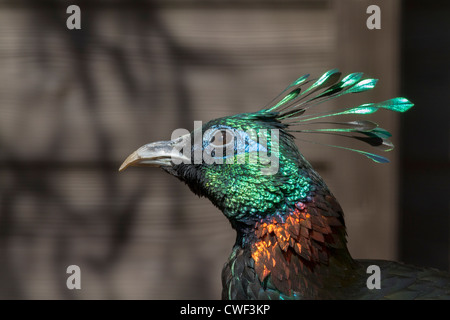 Une belle tête d'oiseau libre Himalayan monal Banque D'Images