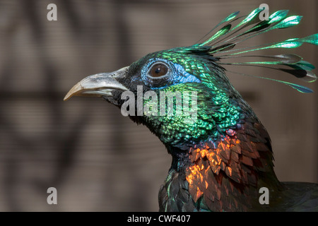 Une belle tête d'oiseau libre Himalayan monal Banque D'Images