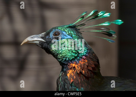 Une belle tête d'oiseau libre Himalayan monal Banque D'Images