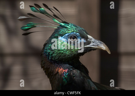 Une belle tête d'oiseau libre Himalayan monal Banque D'Images