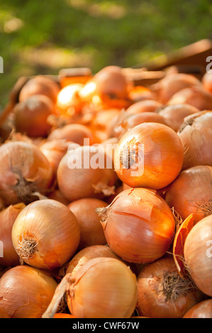 Valdilia frais oignons jaunes haute empilée dans le chaud soleil d'or de la lumière au marché de producteurs sur une journée d'automne Banque D'Images