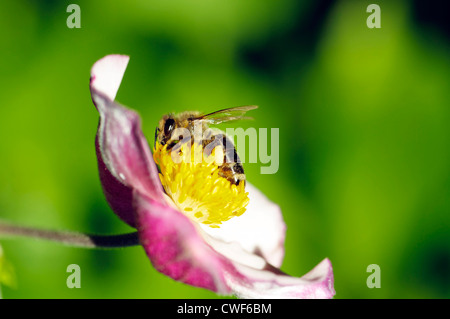 Abeille sur une fleur Banque D'Images