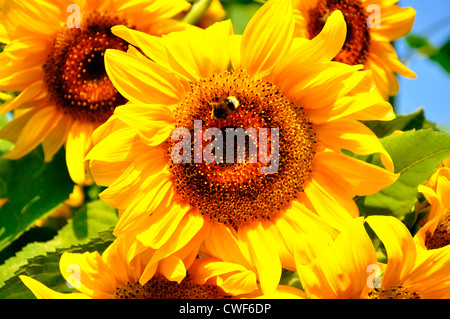 Beau, lumineux tournesols avec un bourdon sur l'un d'eux Banque D'Images