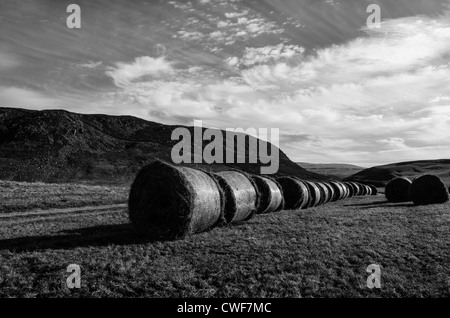 Ligne de grosses balles de foin rondes, cronkley ont chuté, la région de teesdale Banque D'Images