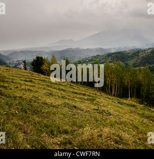 A récemment réduit la prairie dans le parc national de Piatra Craiului, Brasov, en Transylvanie, Roumanie Banque D'Images