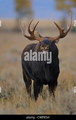 Un orignal montre ses dents alors qu'il commence à lever la tête jusqu'à l'odorat pour des partenaires, du Parc National de Grand Teton, Wyoming Banque D'Images
