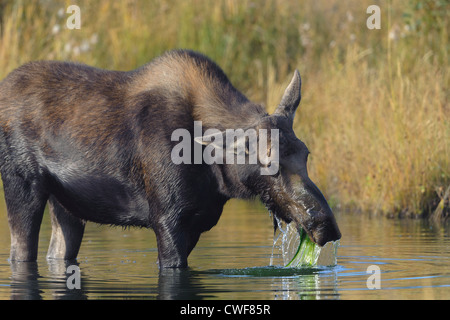 L'orignal (Alces alces) se nourrissent de la végétation aquatique dans un petit étang, Parc National de Grand Teton, Wyoming Banque D'Images