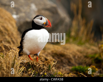 Macareux moine (Fratercula arctica) Vik Myrdal Islande Europe Banque D'Images