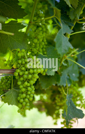 Raisins verts sur la vigne à la ferme viticole de Saint Emilion, dans le sud de la France Banque D'Images