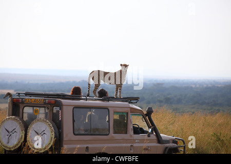 Le Guépard (Acinonyx jubatus) sur le dessus de véhicule de tourisme dans le Parc National de Masai Mara, Kenya Banque D'Images