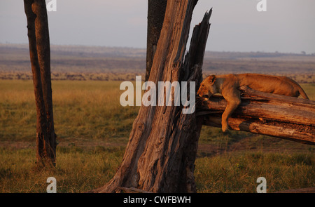 L'African Lion (Panthera leo) sur l'arbre dans le Parc National de Masai Mara, Kenya Banque D'Images