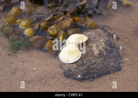 Cockle obus et bladderrack dans un rockpool sur la plage. Banque D'Images