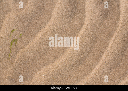 Empreinte laissée par la marée sur une plage de sable. Banque D'Images
