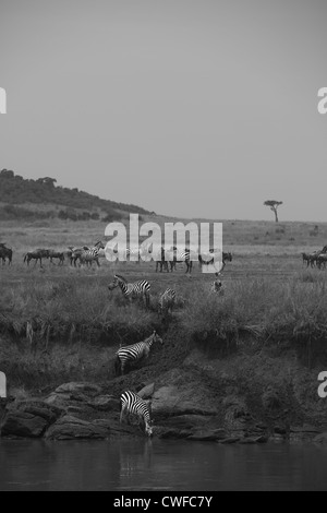 Des Gnous (pluriel des gnous ou des gnous, gnu) la migration dans le Parc National de Masai Mara, Nairobi, Kenya Banque D'Images