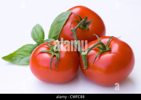 Lycopersicon esculentum et Ocimum basilicum. Trois tomates et feuilles de basilic sur un fond blanc. Banque D'Images