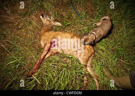 Buck chevreuil (Capreolus capreolus) gisant mort dans l'herbe avec trou de sortie de balle et de suivi-chien un Border terrier. Banque D'Images