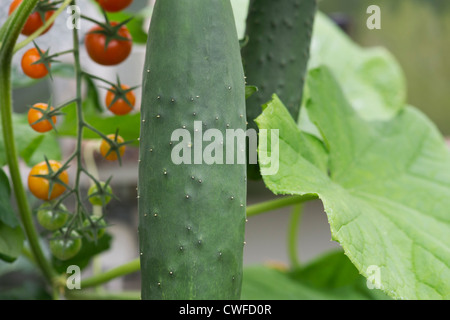 Cucumis sativus. Byblos concombre fruit sur la vigne en serre Banque D'Images