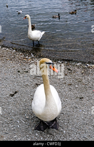 Couper deux cygnes blancs quittent l'eau claire du lac Windermere à marcher sur la plage de galets de Bowness Bay Banque D'Images