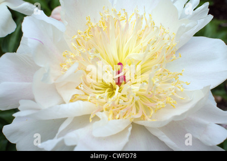 Fleur de pivoine blanche close up Banque D'Images