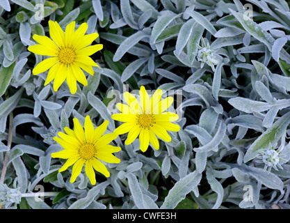 Gazania rigens fleurs trésor jaune Banque D'Images