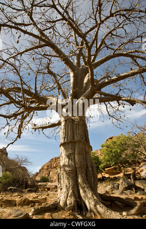 Baobab géant en pays dogon, Mali, Afrique de l'Ouest Banque D'Images