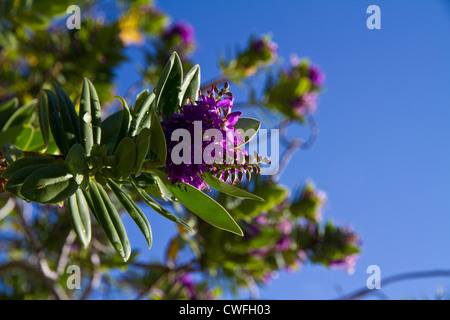 Hebe fleurs contre un ciel bleu Banque D'Images