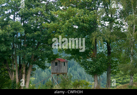 Deer Stand et au printemps Banque D'Images