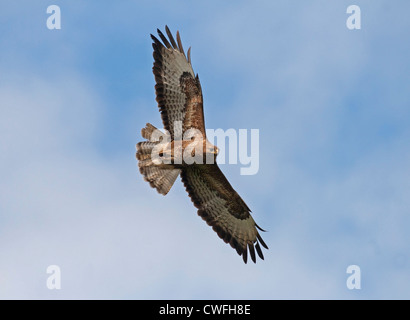 Buzzard flambée Banque D'Images