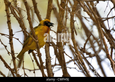 Le nord de Masked Weaver Banque D'Images