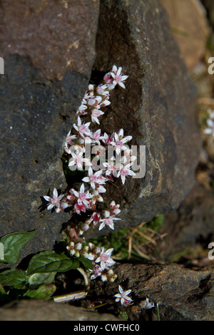 Stonecrop Sedum anglicum (Anglais) Banque D'Images