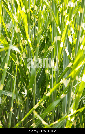 Graminées vivaces, Kent, Angleterre Banque D'Images