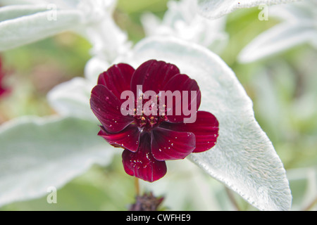 Cosmos chocolat fleur, jardin Kent, Angleterre Banque D'Images