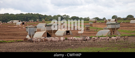 Les porcs en liberté sur grande ferme Cotswolds Uk Banque D'Images