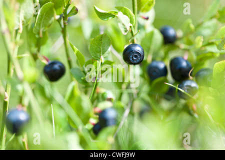 Mûrs et prêts de bleuets sauvages sur le bush, selective focus Banque D'Images