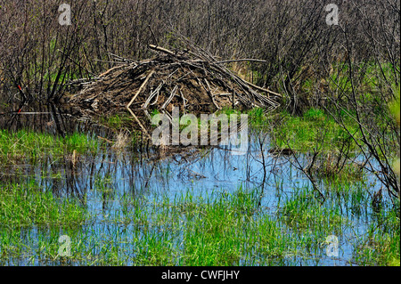 Étang de castors avec Beaver Lodge au printemps, le Grand Sudbury, Ontario, Canada Banque D'Images