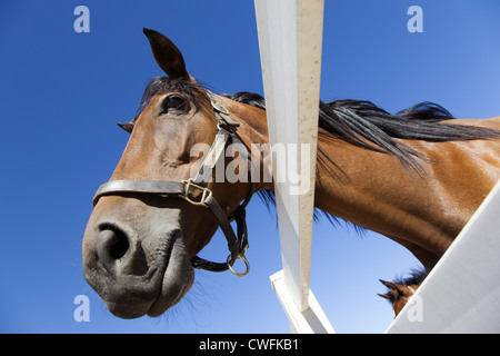 Bay horse portant un colllar la tête à plus de clôture blanche, tourné à partir de ci-dessous Banque D'Images