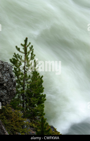 Rapids dans Tower Creek, Parc National de Yellowstone, Wyoming, USA Banque D'Images