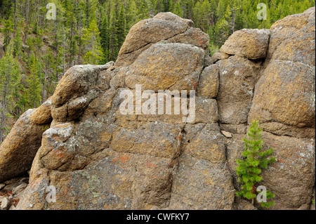 Les roches dans Virginia pine tree canyon avec cascades, le Parc National de Yellowstone, Wyoming, USA Banque D'Images