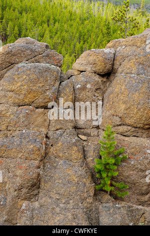 Les roches dans Virginia pine tree canyon avec cascades, le Parc National de Yellowstone, Wyoming, USA Banque D'Images