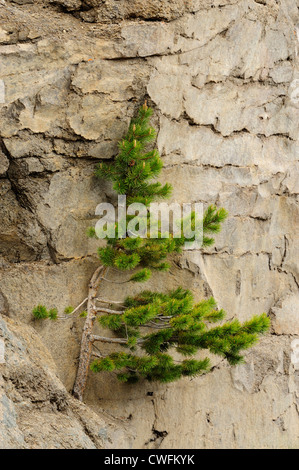 Les roches dans Virginia pine tree canyon avec cascades, le Parc National de Yellowstone, Wyoming, USA Banque D'Images