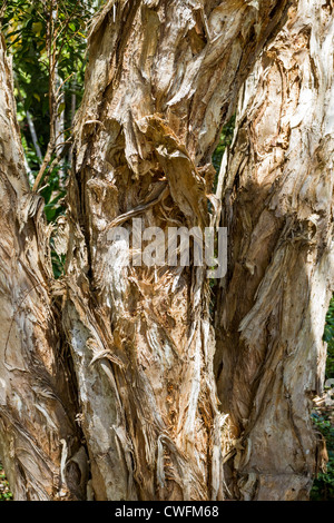 Close up detail de tronc de Melaleuca quinquenervia, également connu sous le nom de niaouli ou paperbark à larges feuilles ou le papier d'arbre à thé d'écorce Banque D'Images