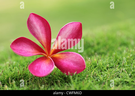 Belle pink plumeria sur l'herbe pour les fonds Banque D'Images