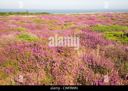 Heather en fleur à côté de la mer du Nord, Dunwich Heath Suffolk, Angleterre Banque D'Images