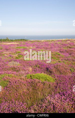 Heather en fleur à côté de la mer du Nord, Dunwich Heath Suffolk, Angleterre Banque D'Images