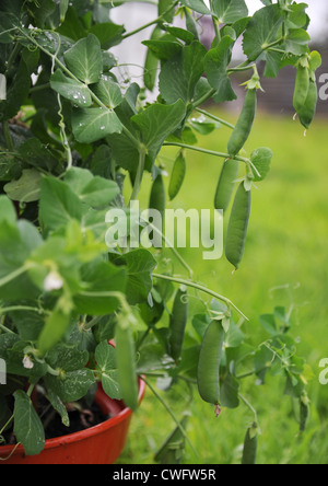 Plante de pois dégoulinant de gousses de pois à la lecture pour la préparation. Banque D'Images