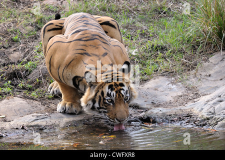 Tigre du Bengale (Panthera tigris tigris) eau potable, Ranthambhore national park, Rajastan, Inde. Banque D'Images