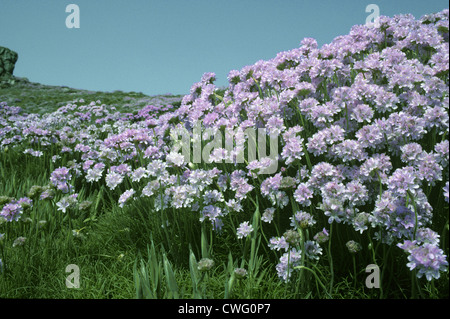 THRIFT Armeria maritima (Plumbaginaceae) Banque D'Images