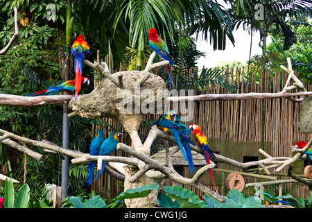 Oiseaux colorés sur une branche à l'intérieur du parc ornithologique de Jurong, à Singapour. C'est vu plus tôt après l'entrée du parc. Banque D'Images