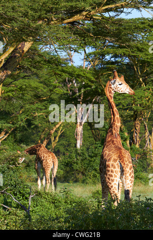 Les Girafes dans fever tree forest Lake Nakuru Banque D'Images