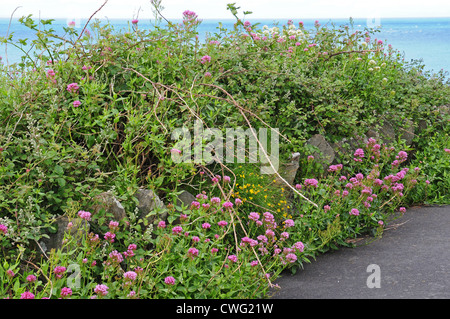 Fleurs sauvages qui poussent sur le chemin d'Lantern Hill, Ilfracombe. La valériane rouge Centranthus ruber. Banque D'Images